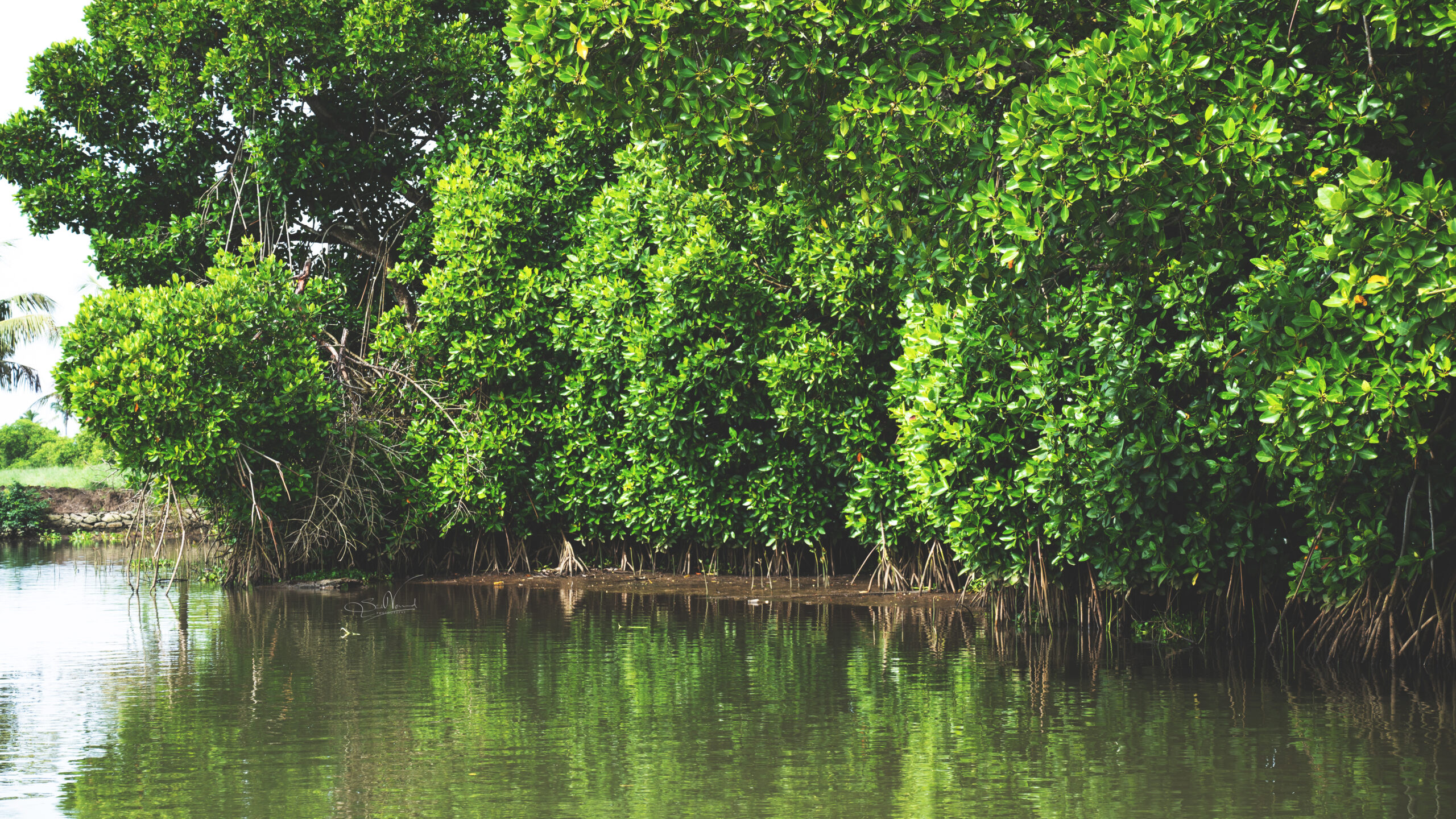 Kadamakudy’s Mangroves