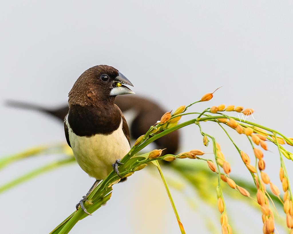 The Birds of Kadamakudy Islands
